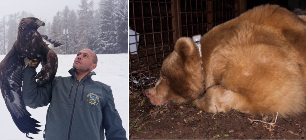 Da Francesco, l'orso biondo'' trentino, ai sette/otto branchi di lupi: il resoconto faunistico della Provincia di Belluno